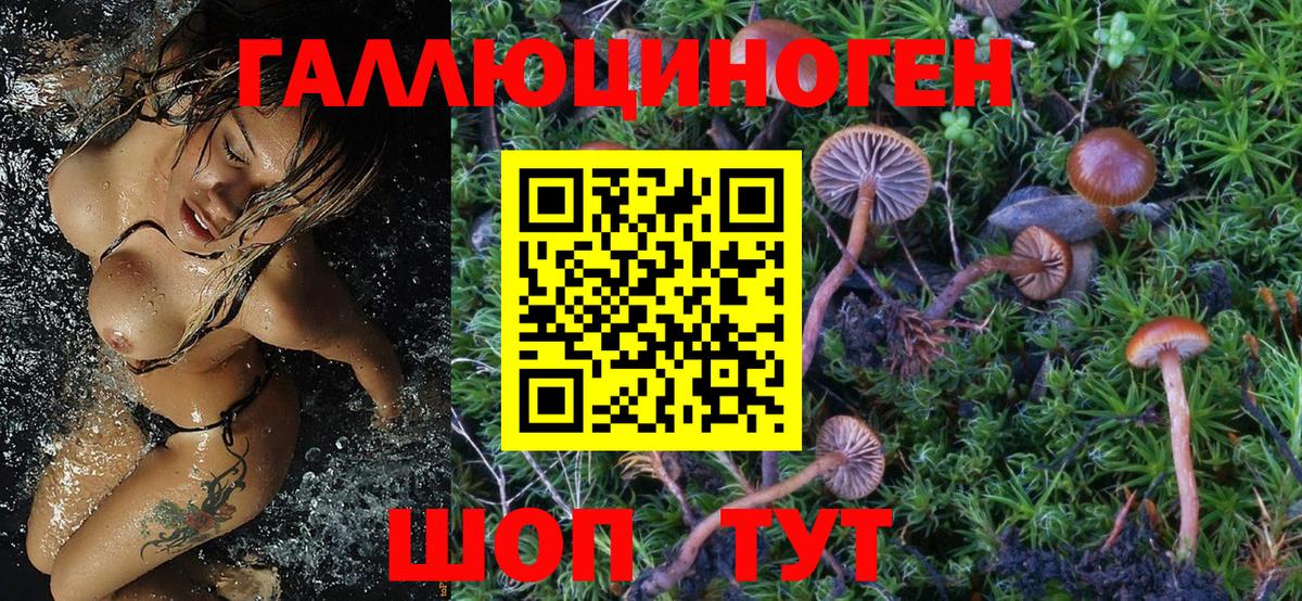 Псилоцибиновые грибы Psilocybine cubensis Елец